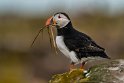 029 Farne eilanden, papegaaiduiker